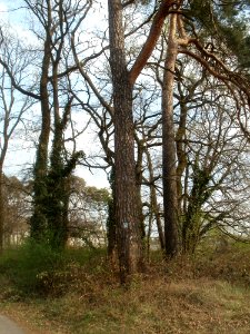 20120403Unterer_Dossenwald1