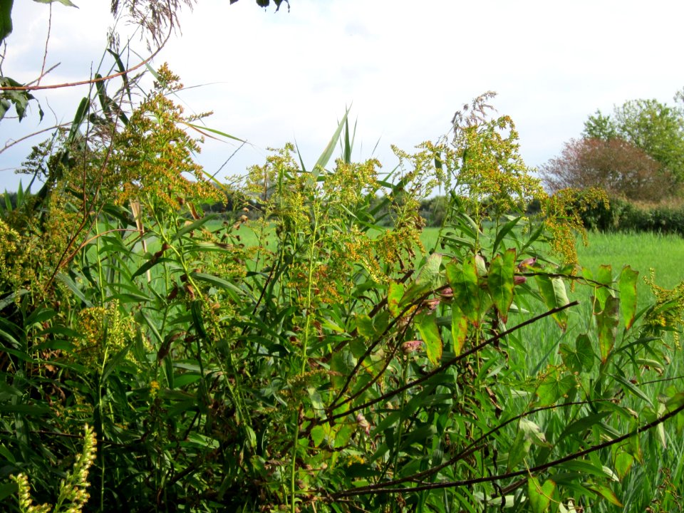 20120901Kanadische_Goldrute_Hockenheimer_Rheinbogen