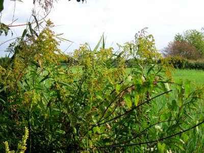 20120901Kanadische_Goldrute_Hockenheimer_Rheinbogen