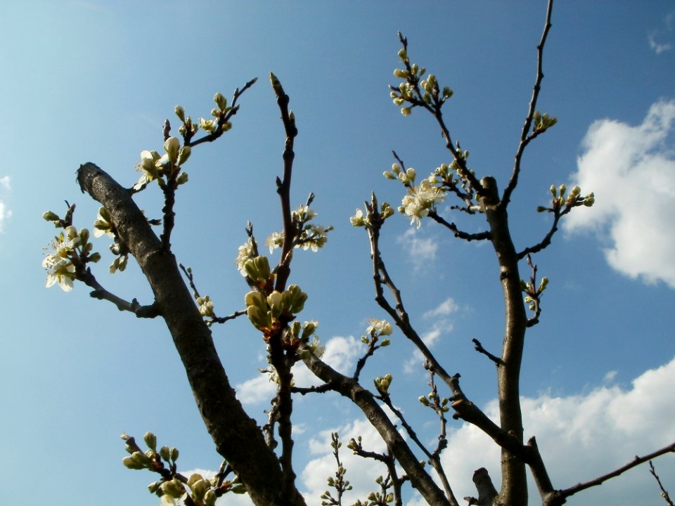 20120403Streuobstwiese_Oftersheim15