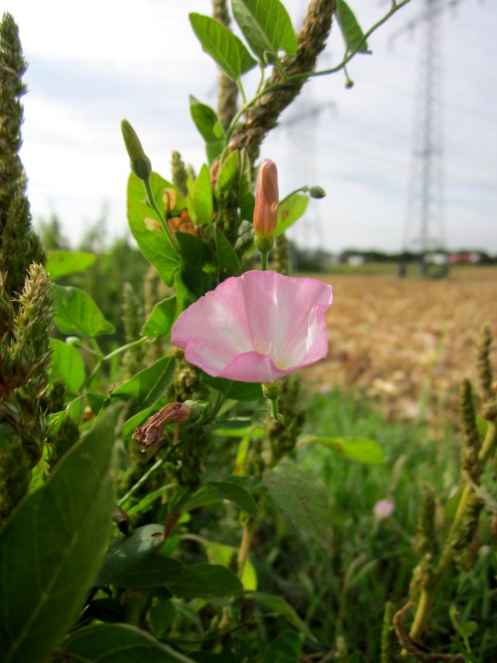 20120920Convolvulus_arvensis3