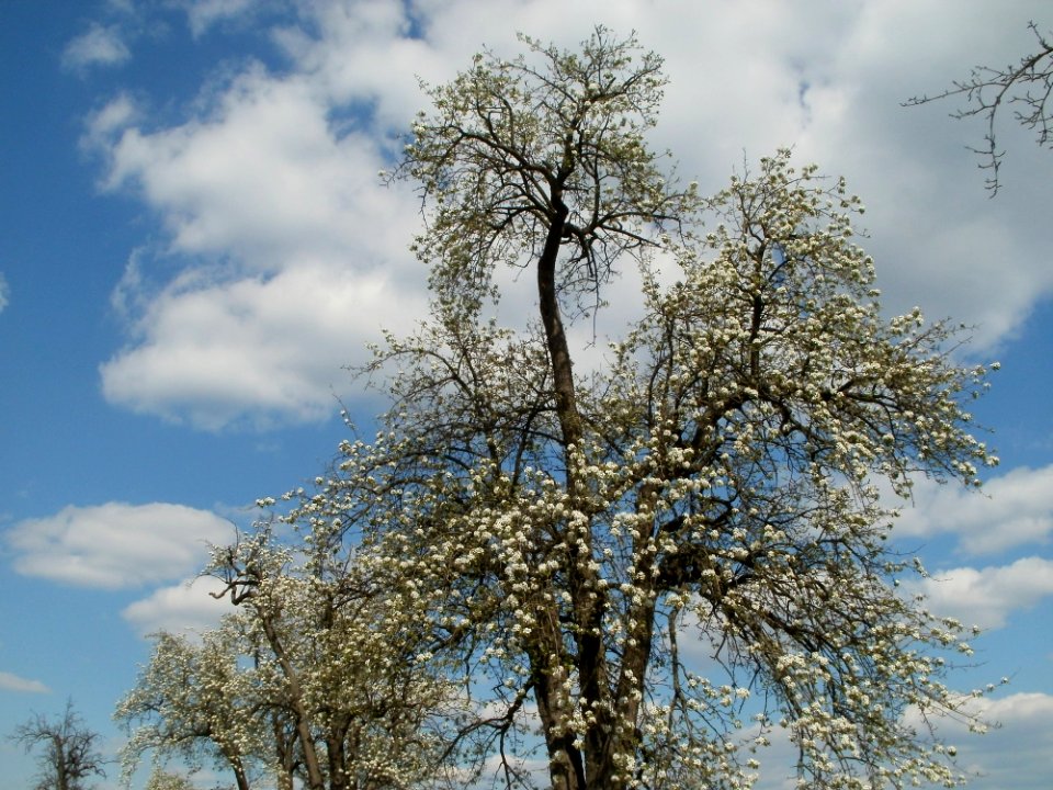 20120408Burgweg_Reilingen03