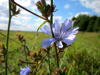 20120919Wegwarte_Hockenheim3