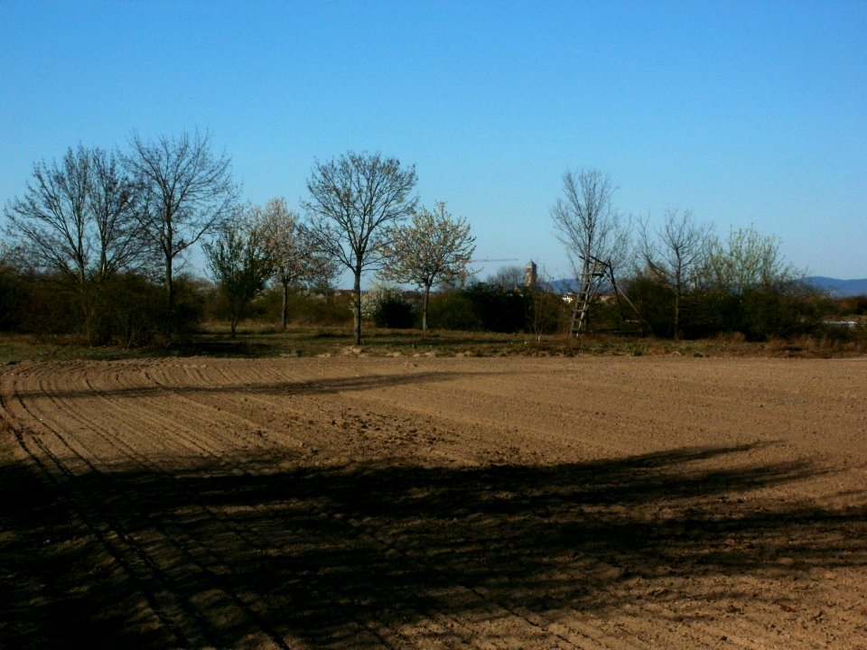 20120401Streuobstwiese_Reilingen1