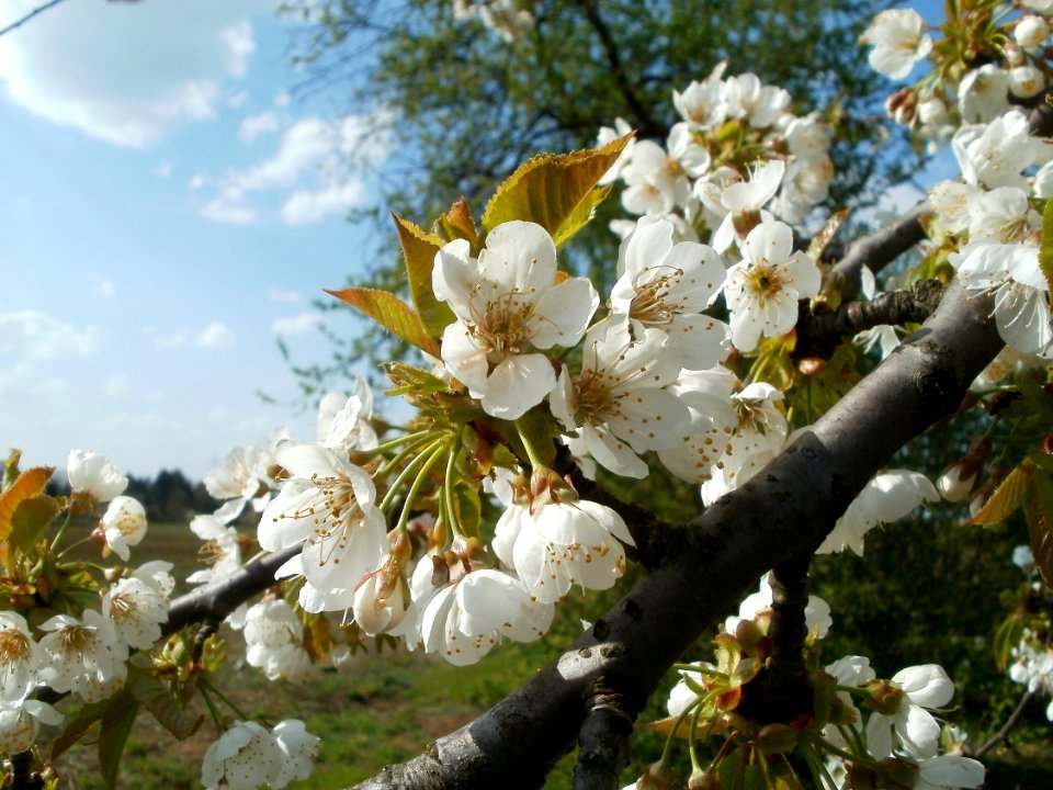 20120403Streuobstwiese_Schwetzingen05
