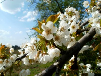 20120403Streuobstwiese_Schwetzingen05