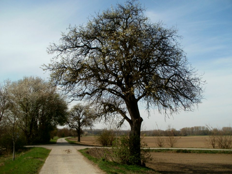 20120402Birnbaum_Hockenheimer_Rheinbogen06