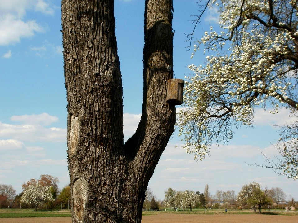 20120408Burgweg_Reilingen05