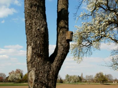 20120408Burgweg_Reilingen05