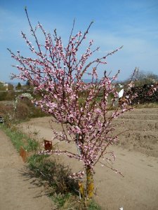 20120403Prunus_dulcis1