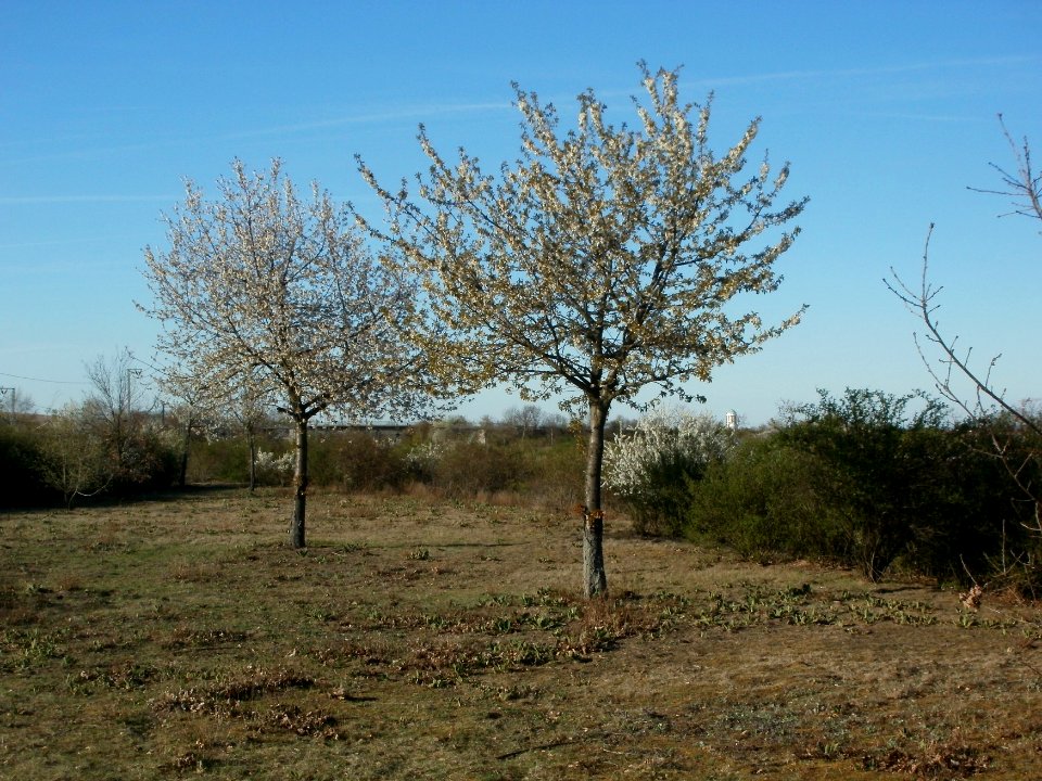 20120401Streuobstwiese_Reilingen2