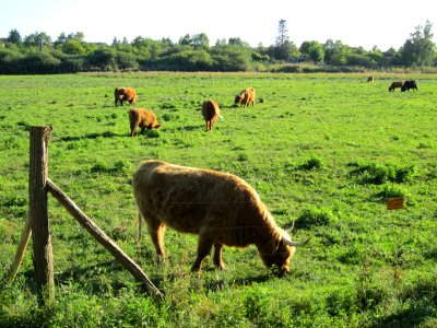 20120907Kuehe_Silz3