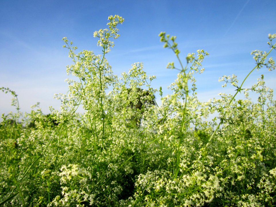 20120920Galium_mollugo2