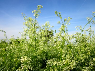 20120920Galium_mollugo2