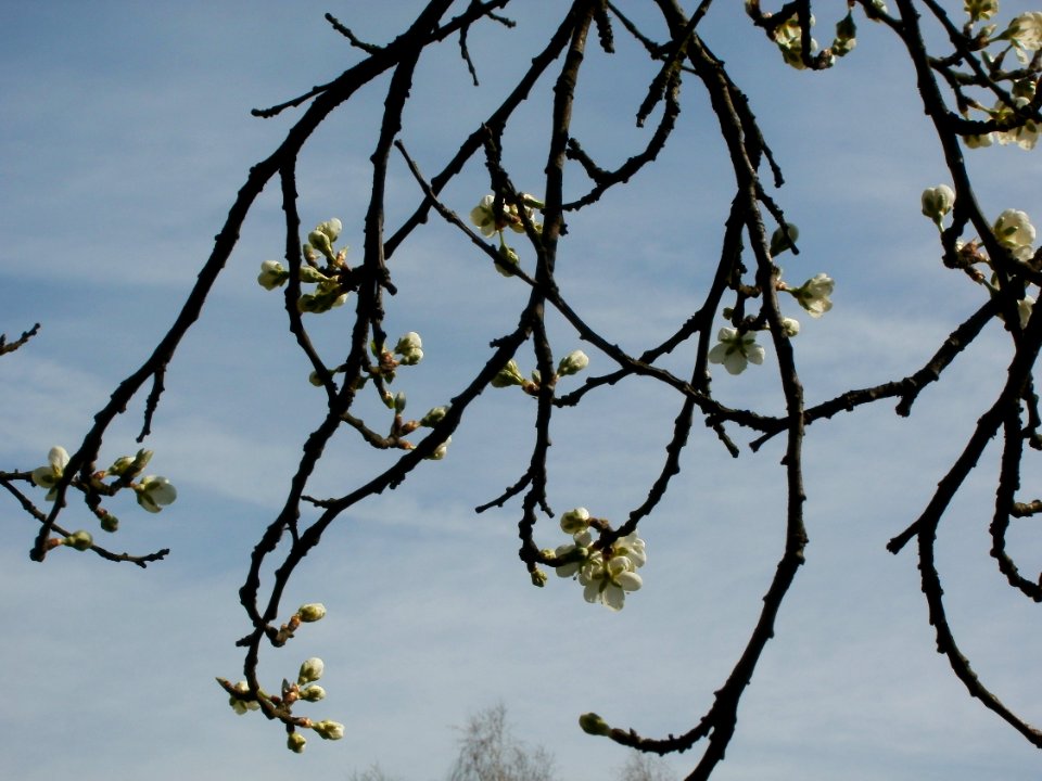 20120403Ebertpark_Hockenheim5