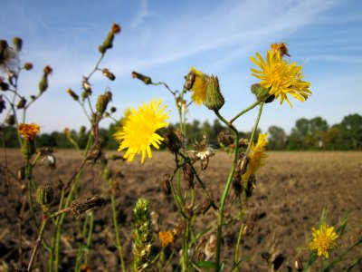 20120920Hockenheimer_Rheinbogen6