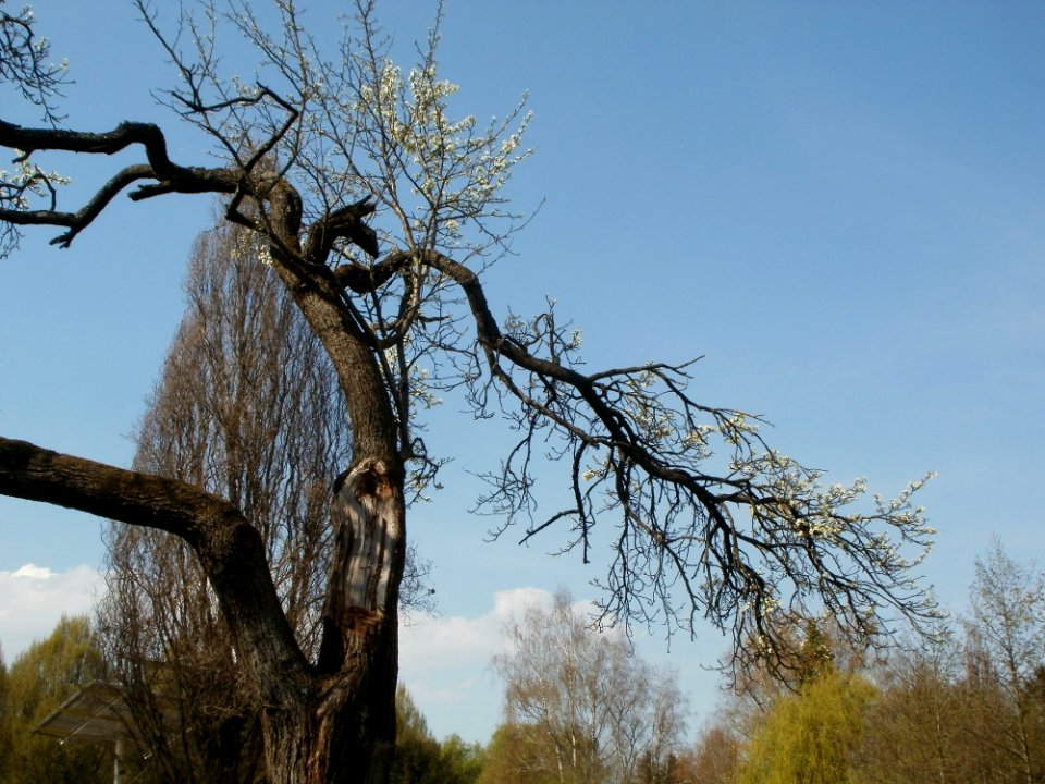 20120403Ebertpark_Hockenheim6