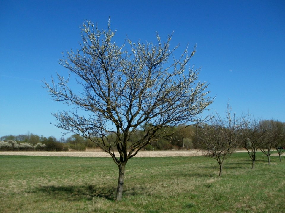 20120401Apfelbluete_Rheihausen05