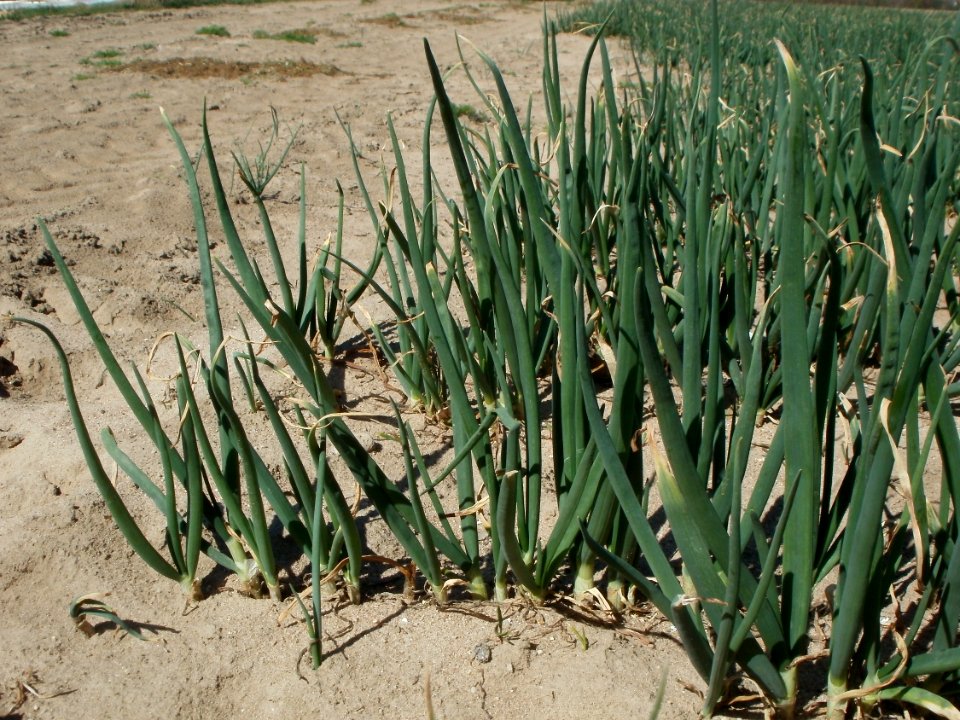 20120401Zwiebelfeld_Reilingen2