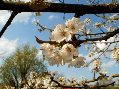 20120403Kirschbluete_Oftersheim03