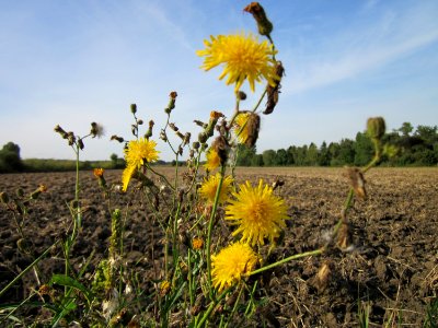 20120920Hockenheimer_Rheinbogen4