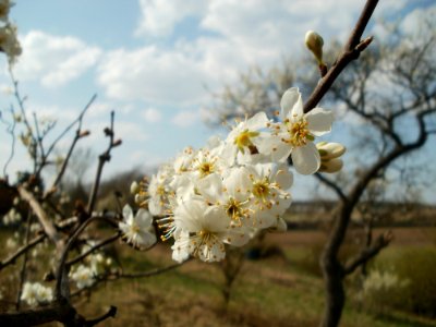 20120403Streuobstwiese_Oftersheim08
