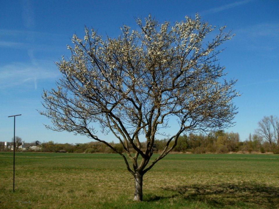 20120401Apfelbluete_Rheihausen04