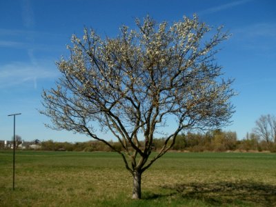 20120401Apfelbluete_Rheihausen04
