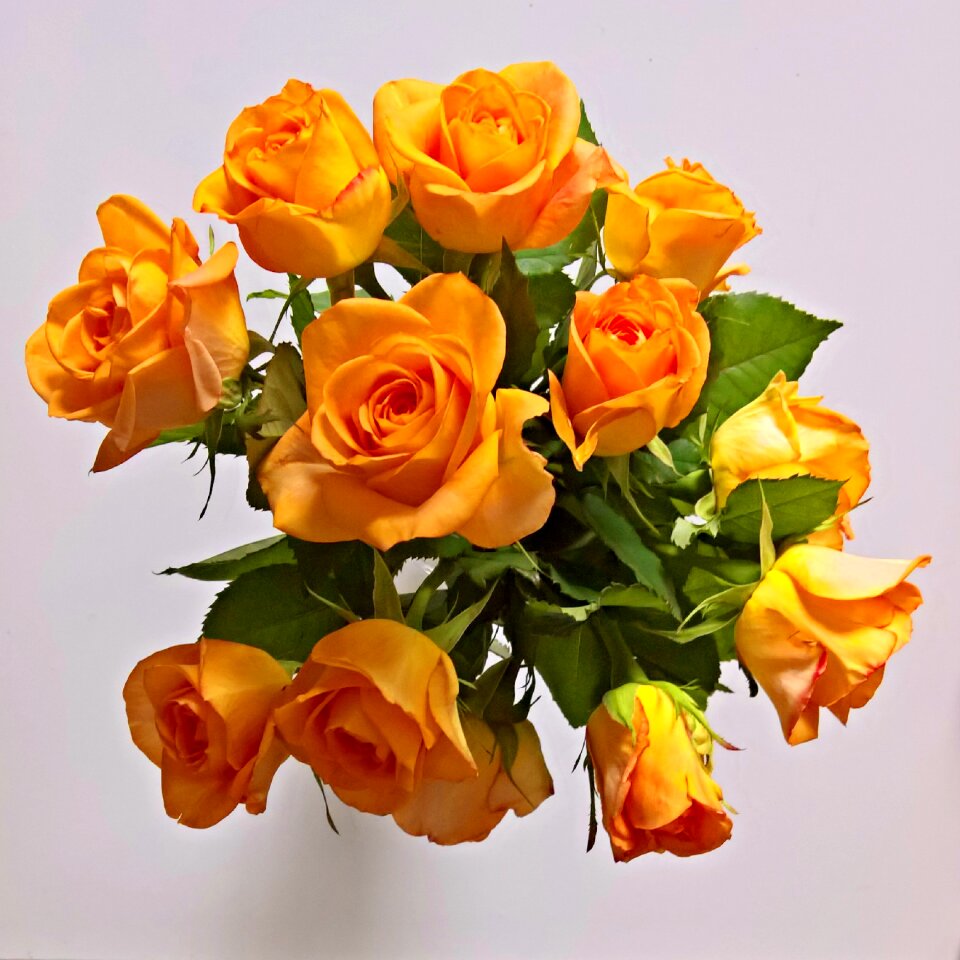 Fragrant large flowers romantic