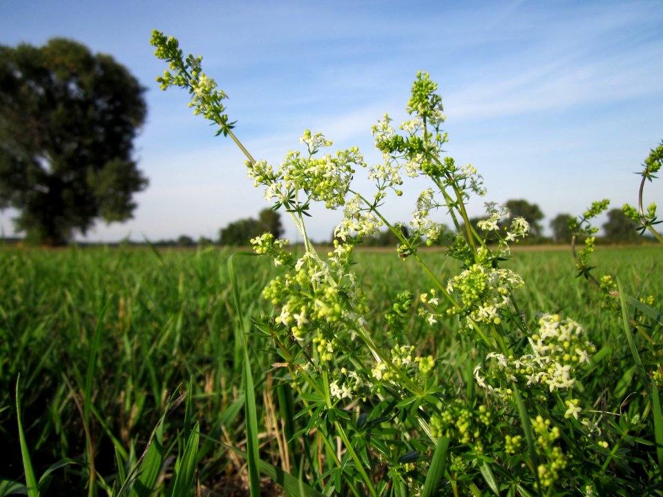 20120920Galium_mollugo3