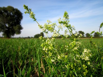 20120920Galium_mollugo3