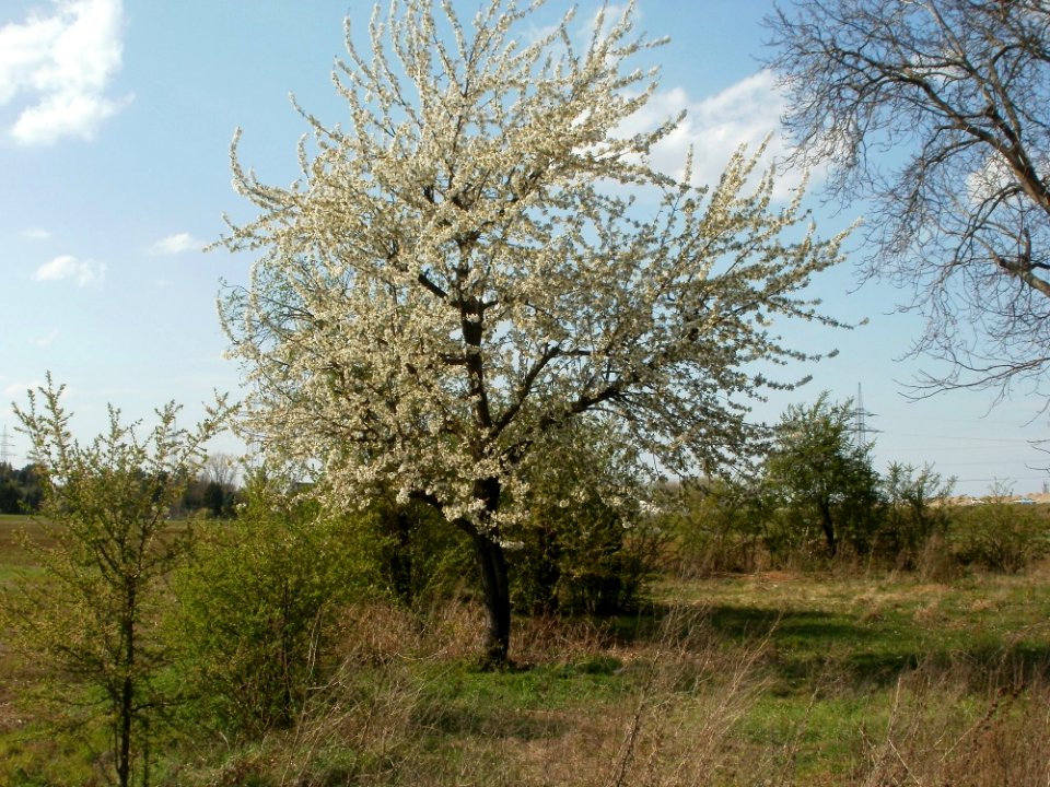 20120403Streuobstwiese_Schwetzingen03