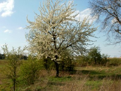 20120403Streuobstwiese_Schwetzingen03