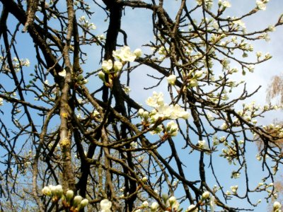 20120403Ebertpark_Hockenheim3