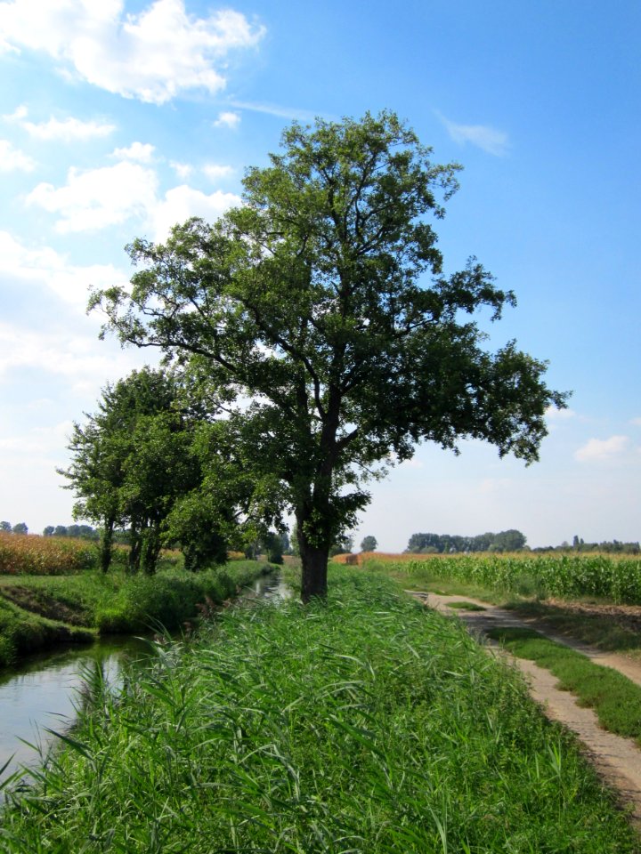 20120904Alnus_glutinosa03