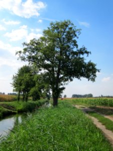 20120904Alnus_glutinosa03