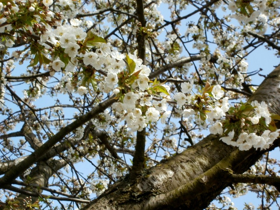 20120402Birnbaum_Hockenheimer_Rheinbogen15