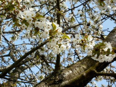 20120402Birnbaum_Hockenheimer_Rheinbogen15