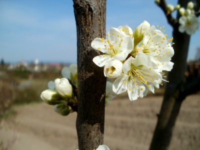 20120403Streuobstwiese_Oftersheim05