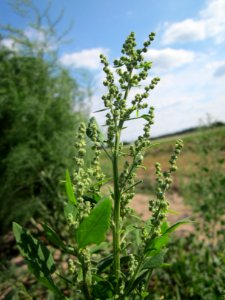 20120903Chenopodium_album2