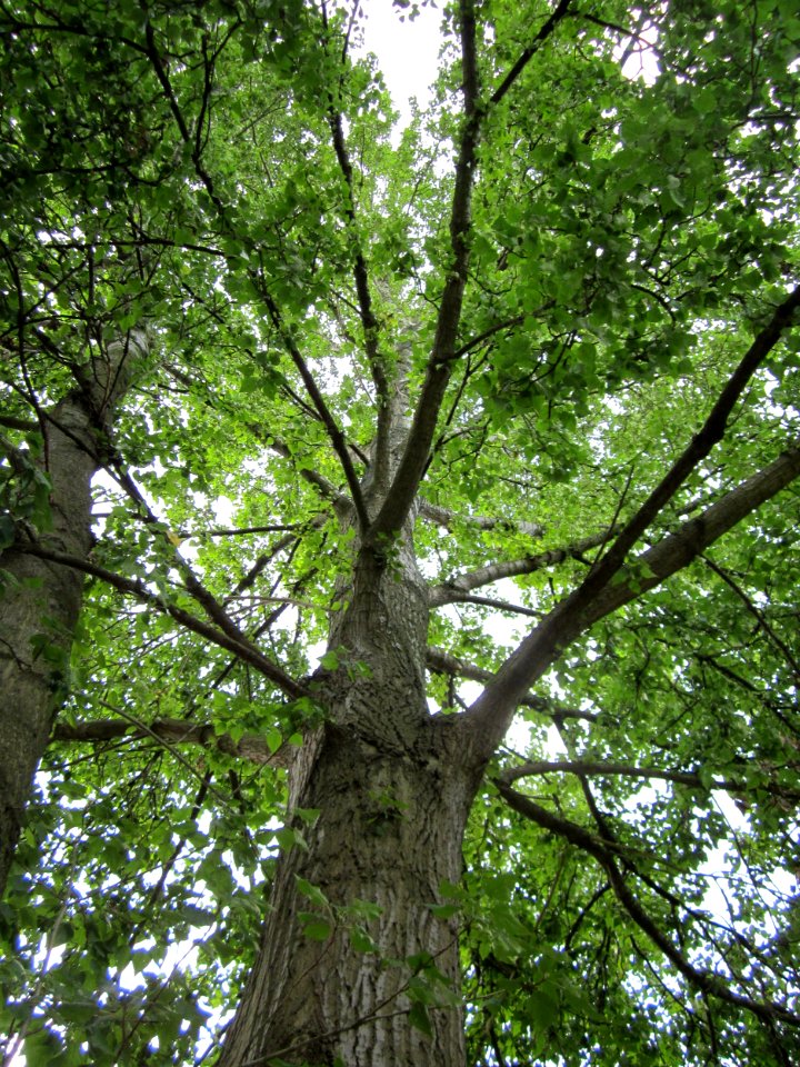 20120828Pappel_Saarbeuecken1