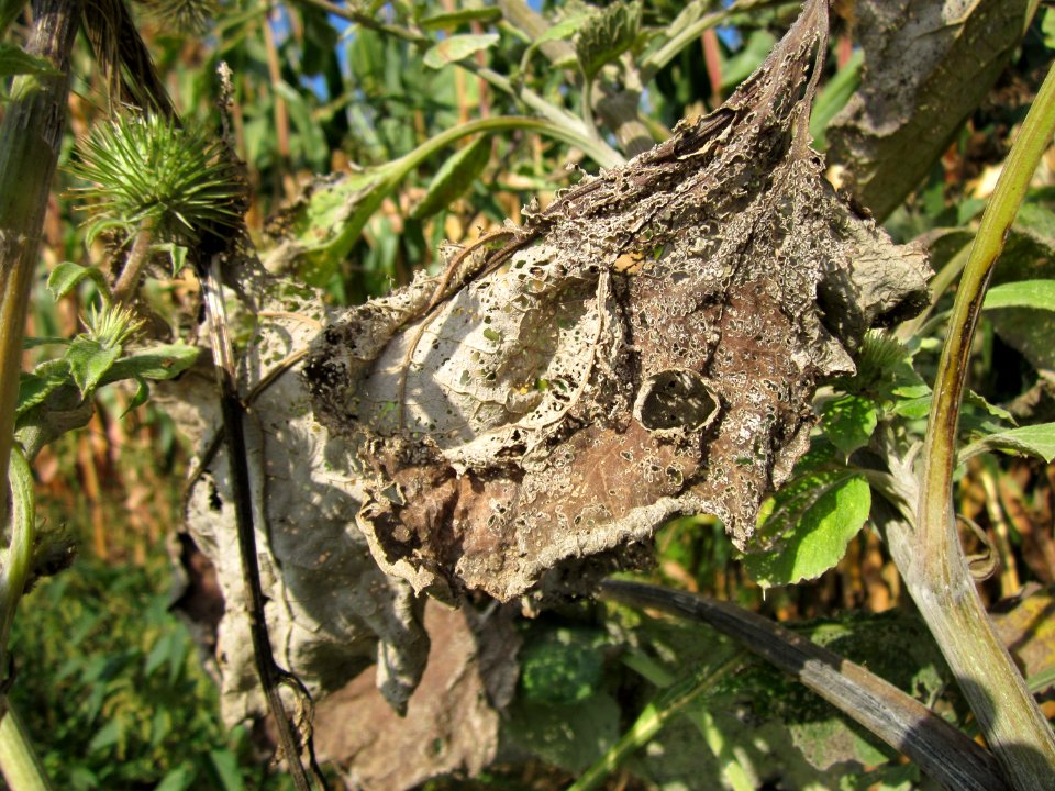 20120903Arctium_lappa3