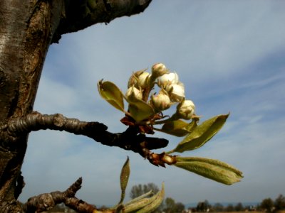20120402Kirschbluete_Hockenheimer_Rheinbogen03