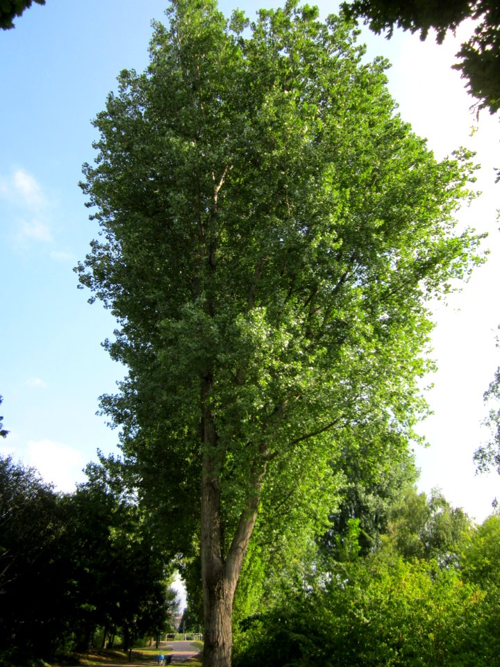 20120901Pappel_Hockenheim1
