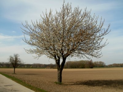 20120402Kirschbluete_Hockenheimer_Rheinbogen06