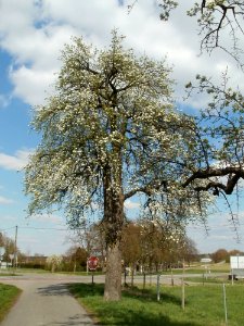 20120408Burgweg_Reilingen01