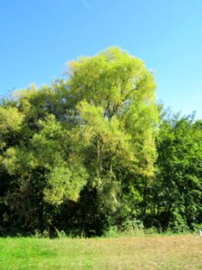 20120906Silberweide_Kriegbach1