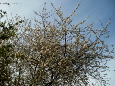 20120402Kirschbluete_Hockenheimer_Rheinbogen11