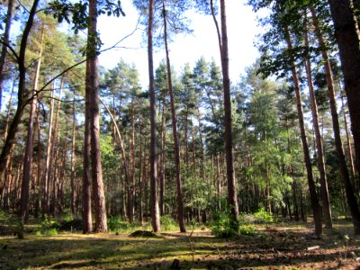 20120902Waldweide_Reilinger_Eck2