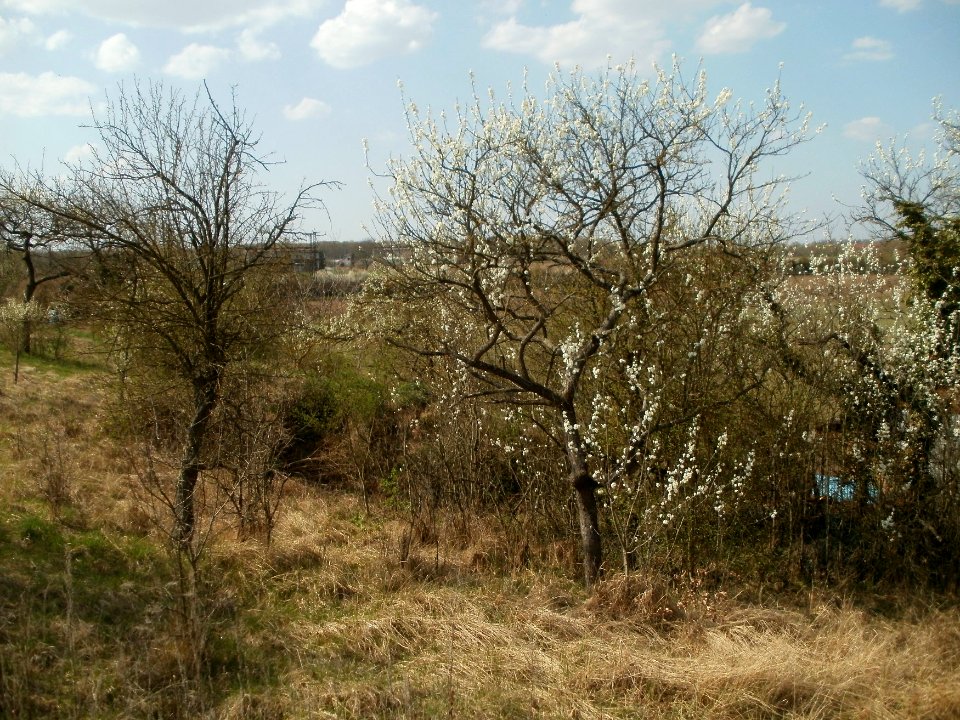 20120403Streuobstwiese_Oftersheim10